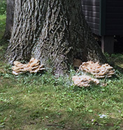 Tree in the woods