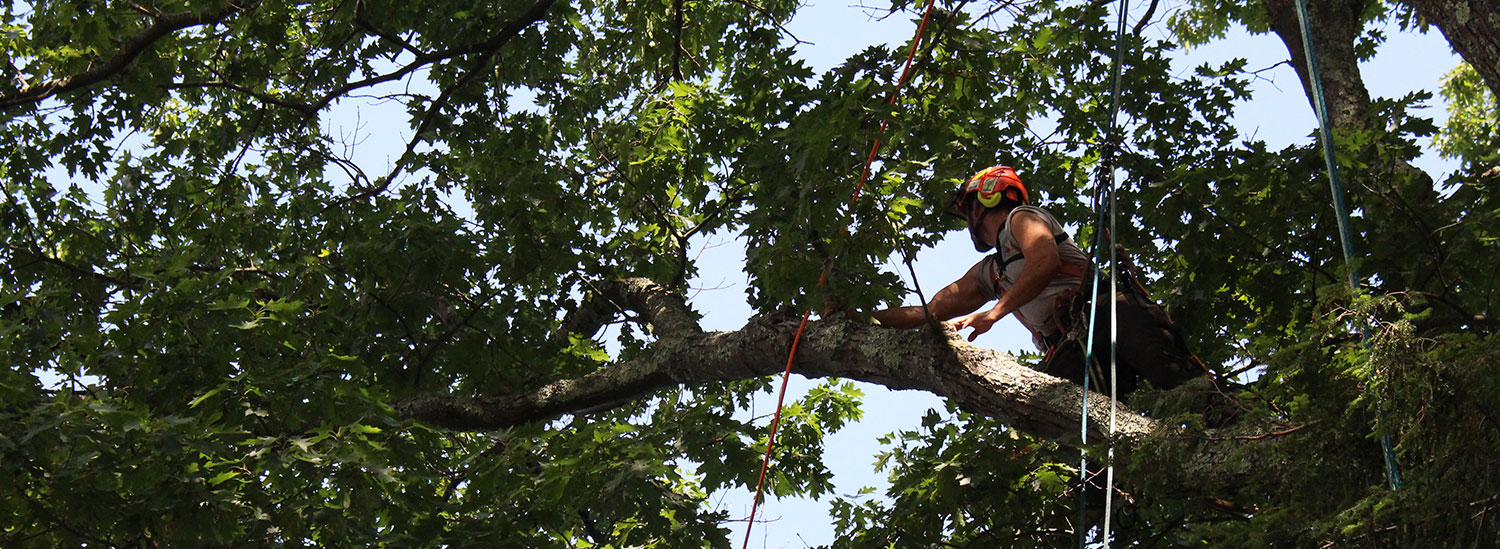 Vermont Arborists: Why to Hire Trained & Certified Experts