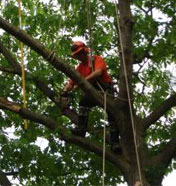 Vermont’s Tree Pruning Specialists