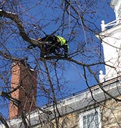 Pruning a tree near a building