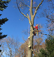 Tree Removal Services