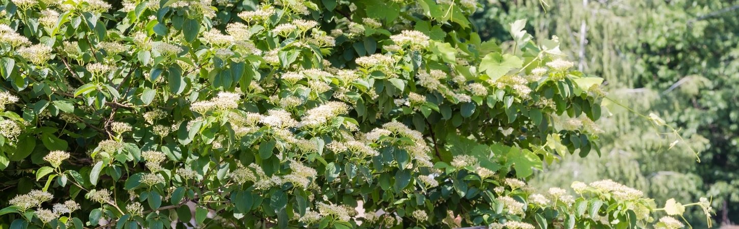 Pagoda dogwood tree in full bloom with clusters of white flowers and tiered horizontal branching