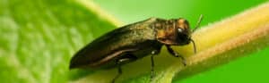 Close-up of an adult emerald ash borer beetle on a green leaf, showing the metallic green and bronze coloration characteristic of this invasive pest.