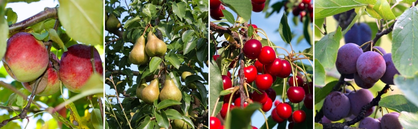 Four-panel comparison of fruit trees: red and yellow apples on a branch (left), green pears hanging from stems (center-left), bright red cherries in clusters (center-right), and dark purple plums on a branch (right)