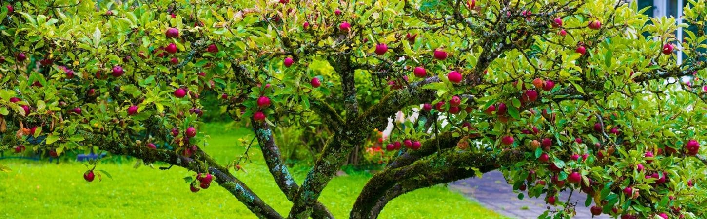 Mature apple tree heavy with ripe red fruit and lush green foliage in a residential garden landscape