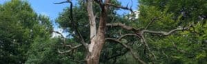Dead branches on a tree posing a hazard risk surrounded by healthy green foliage