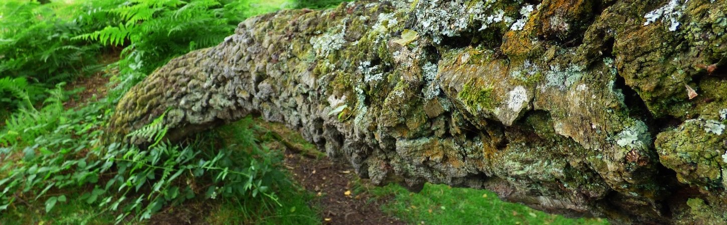 Close-up of a fallen or leaning tree trunk covered in moss and lichen, resting at an angle over ferns and vegetation