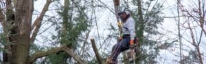 Certified arborist harnessed and suspended by climbing ropes pruning branches from a large tree in a mixed forest setting