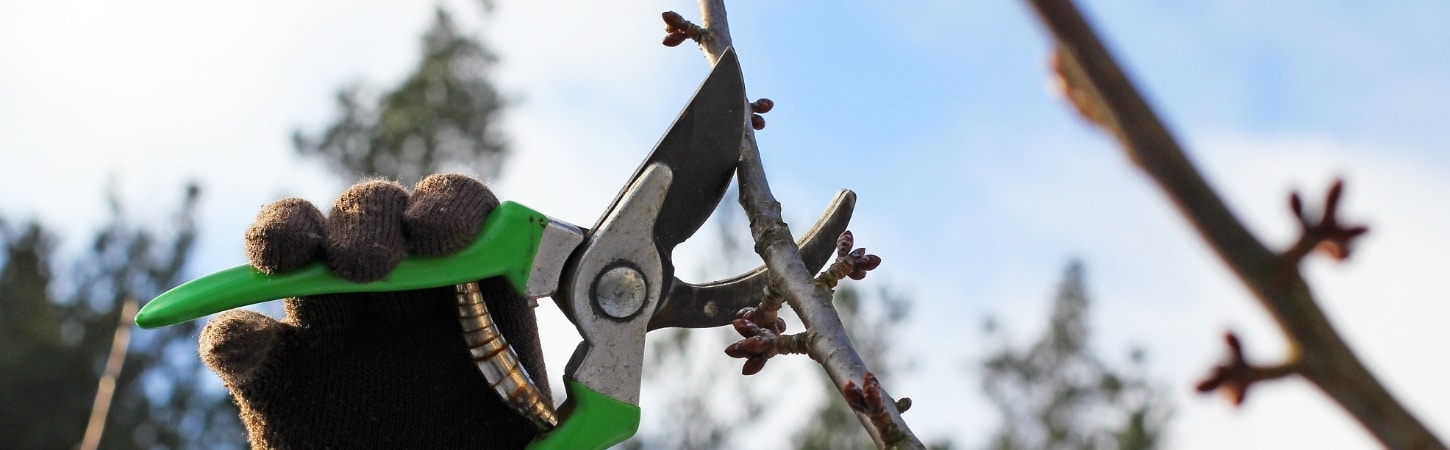 Close-up of pruning shears with green handles cutting small tree branches against a blurred forest background
