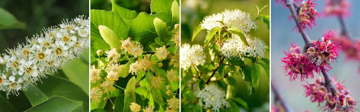Four-panel comparison of flowering trees: white fluffy clusters of red cherry blossoms (left), creamy yellow American linden flowers with large green leaves (center-left), delicate white pagoda dogwood flower clusters (center-right), and vibrant magenta-pink red maple flowers on a branch (right)