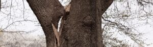 Tree trunk with a deep vertical split and crack running down the center, showing structural damage and potential hazard