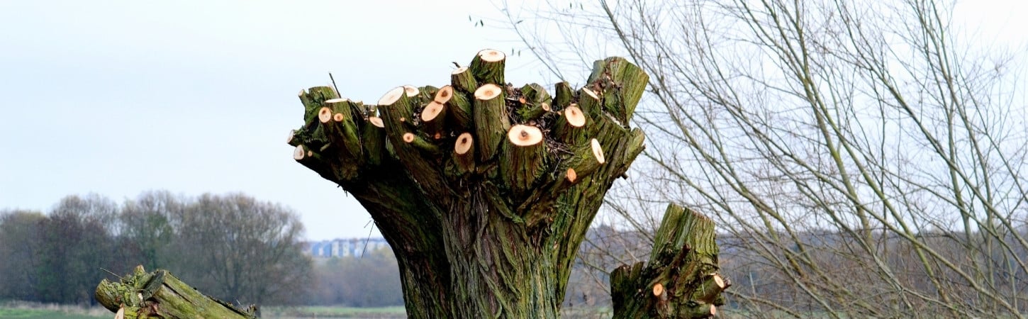 Severely topped tree with multiple large branch stubs cut flush from the crown, showing damage from improper pruning practices