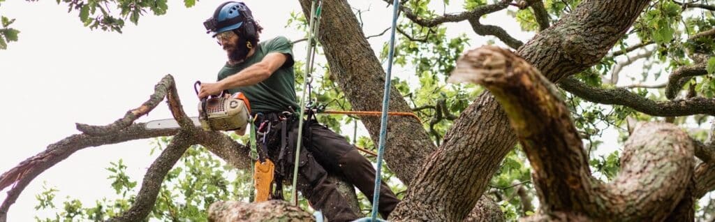 Professional arborist harnessed and suspended high in a mature tree using a chainsaw to prune large branches with precision