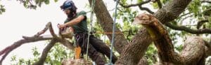 Professional arborist harnessed and suspended high in a mature tree using a chainsaw to prune large branches with precision