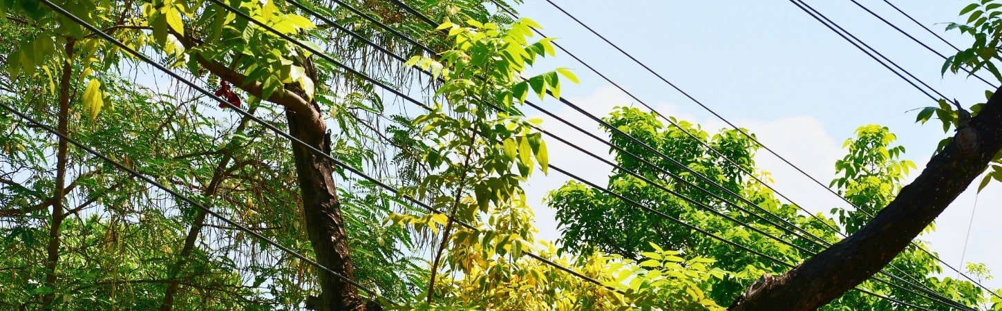 Tree branches with green foliage growing near overhead power lines