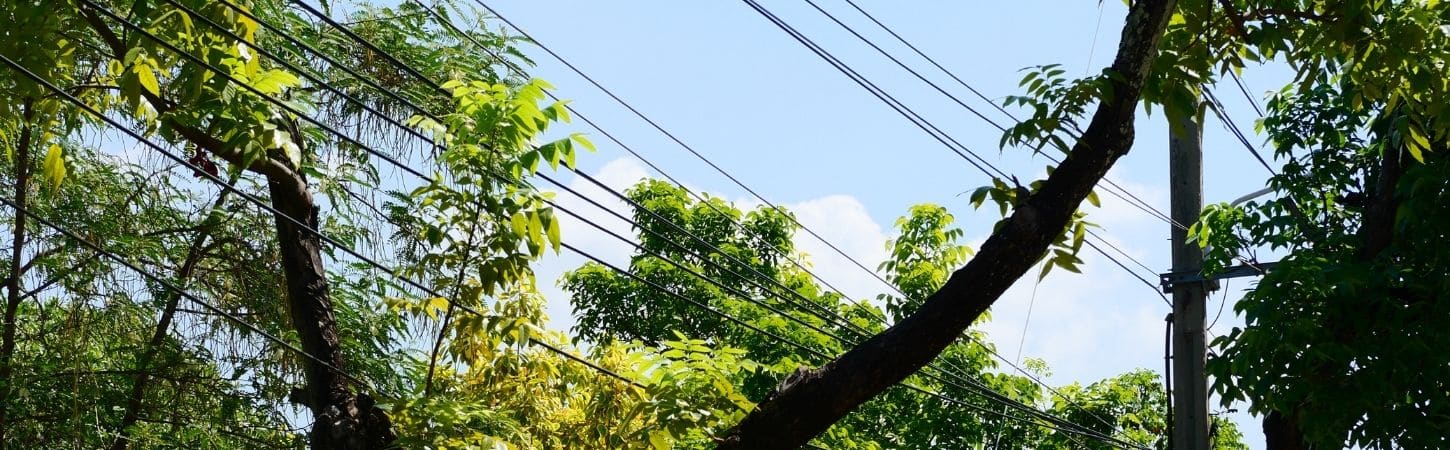 Tree branches growing dangerously close to and intertwined with electrical power lines, creating a safety hazard