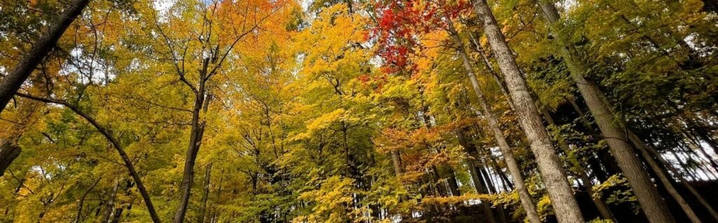 Forest canopy viewed from below showing mature trees with vibrant fall foliage in shades of gold, yellow, orange, and red
