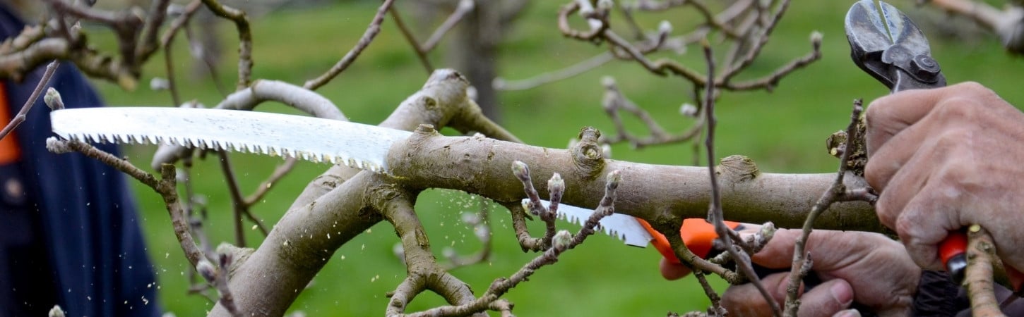 Close-up of hands using pruning shears to cut bare fruit tree branches during winter dormancy season