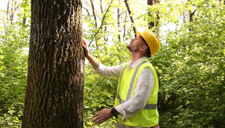 An arborist in a yellow hard hat and high-visibility vest inspects the trunk and canopy of a mature tree in a wooded setting.