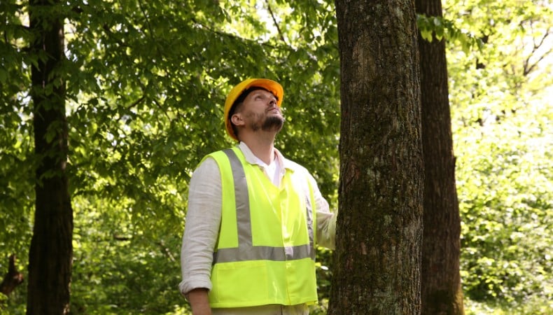 Arborist in a yellow hard hat and high-visibility vest looking up into the canopy of a mature tree while conducting a hazard assessment.