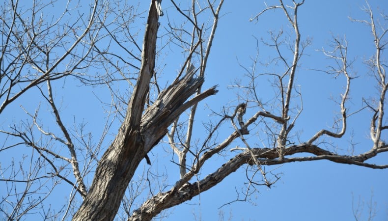 Snapped and splintered dead branches against a clear blue early spring sky, showing a broken limb with exposed weathered wood.