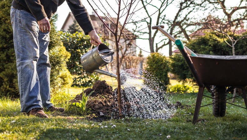 Person watering a newly planted young tree with a metal watering can next to a wheelbarrow in a backyard