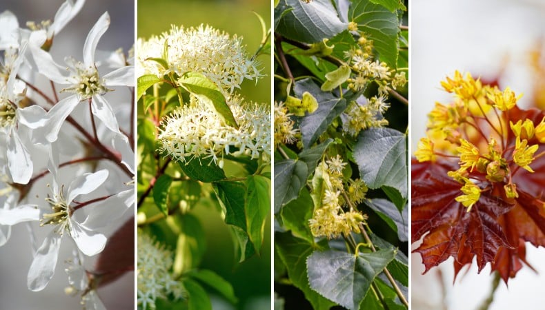 Four flowering tree species native to Vermont shown side by side: serviceberry, pagoda dogwood, American linden, and red maple blooms