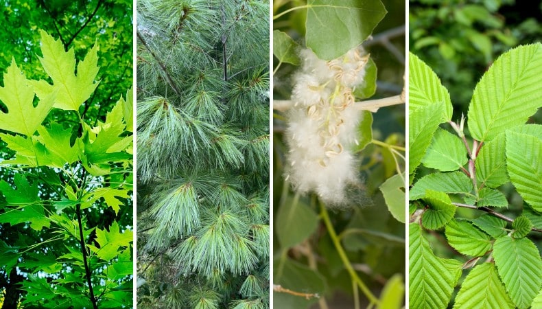 Four-panel image showing close-ups of silver maple leaves, white pine needles, cottonwood seed fluff, and American elm leaves.