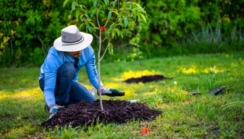 Arborist in a sun hat and gloves spreading mulch around the base of a newly planted young tree