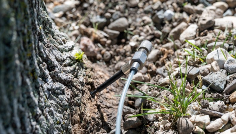 A trunk injection tube inserted into the base of a tree, used to deliver insecticide treatment directly into the tree's vascular system.