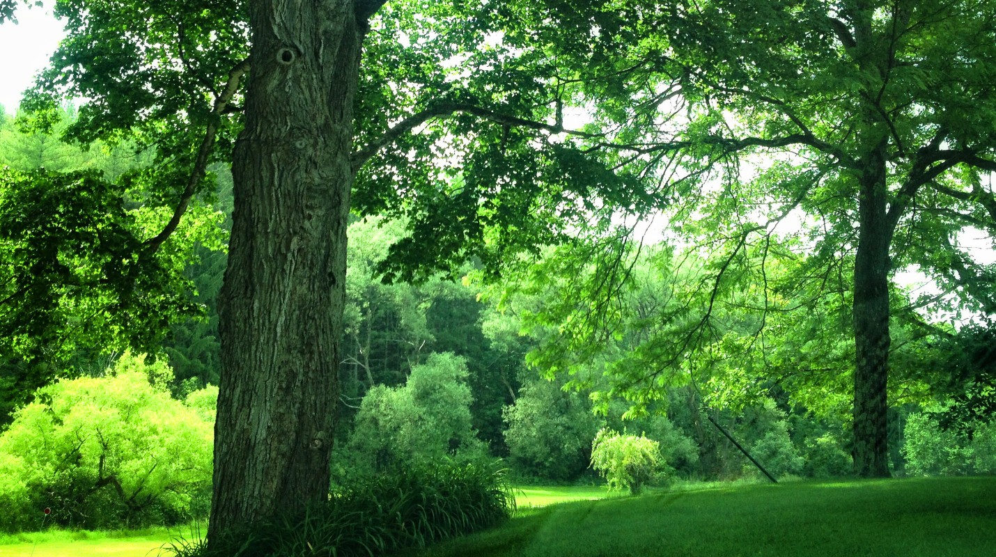 Dense summer forest with mature trees and lush green canopy creating a shaded woodland setting