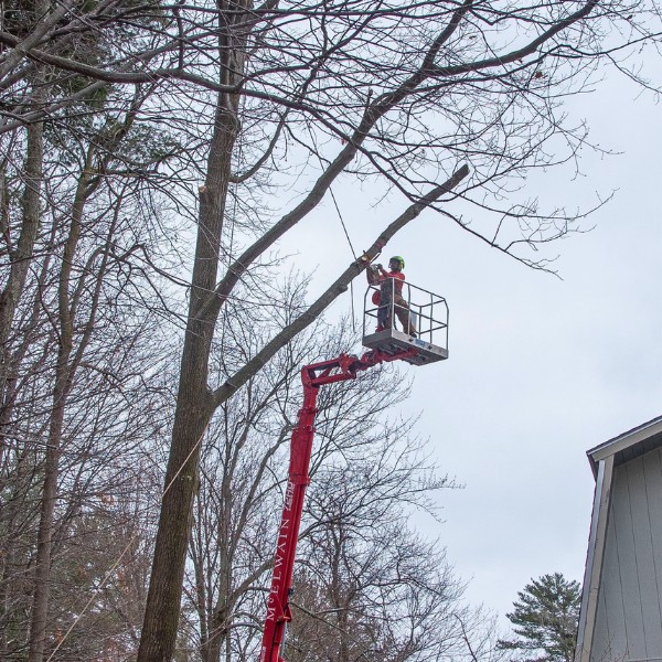 Arborist operating a red spider lift bucket to access and work on high tree branches during winter