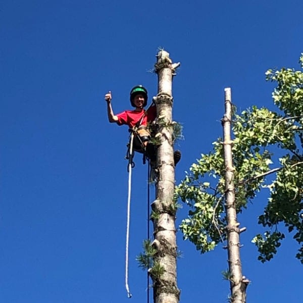 Arborist harnessed high in a tree performing sectional removal work against a clear blue summer sky