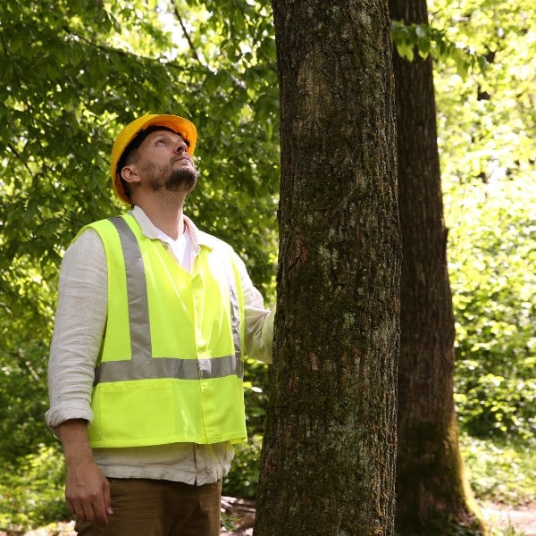 Arborist in high-visibility safety vest and hard hat inspecting a large tree trunk for structural integrity