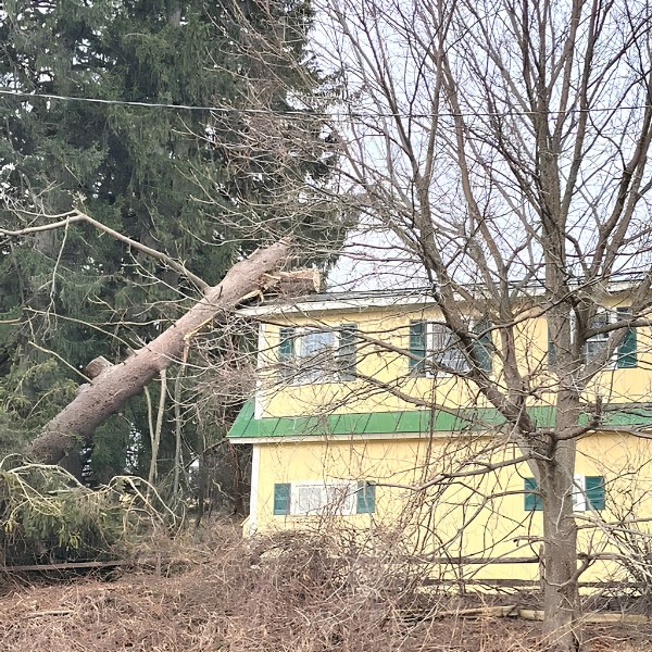 Fallen tree leaning against a yellow house with exposed trunk and damage to surrounding property