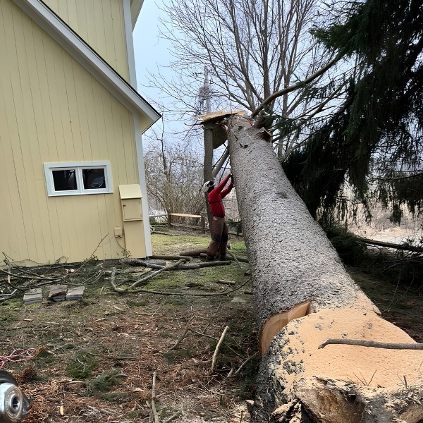 Arborist in safety gear assessing a large fallen tree that has damaged a residential structure