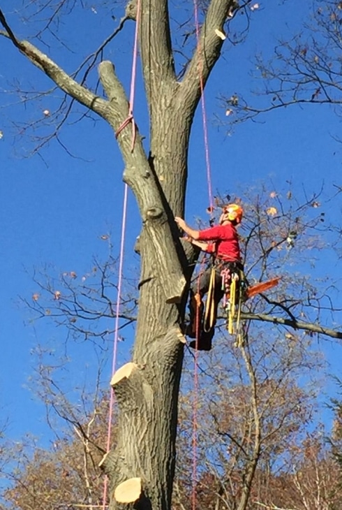 Arborist suspended by climbing ropes high in a large hardwood tree performing sectional limb removal against a clear blue sky