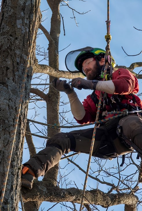 Arborist harnessed and suspended installing a support cable on a bare tree branch against a clear blue sky