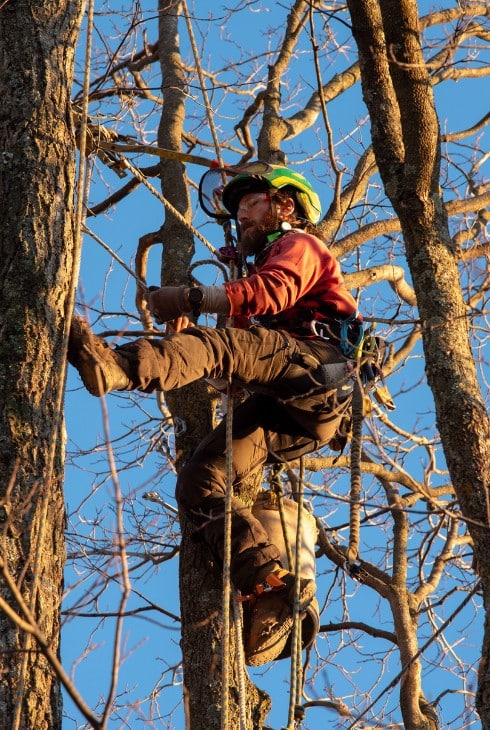 Arborist harnessed high in a bare tree installing a support cable against a clear blue sky