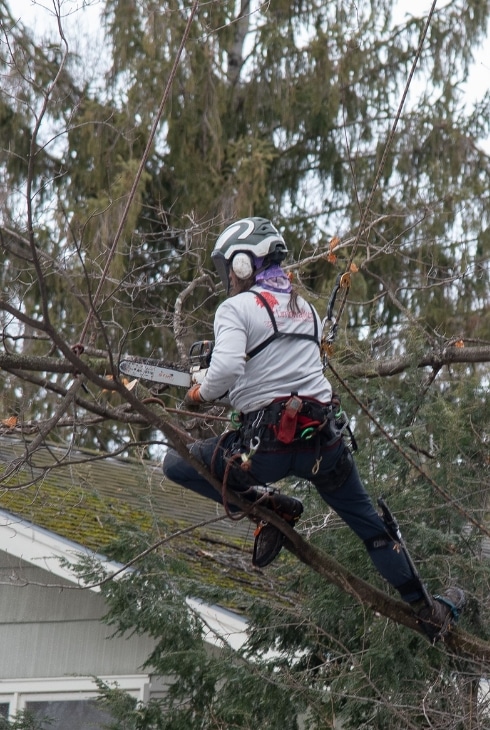 Arborist harnessed and suspended pruning branches from a large conifer tree with a handsaw