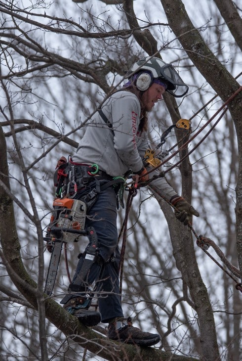Arborist harnessed and suspended pruning bare tree branches during winter with a handsaw