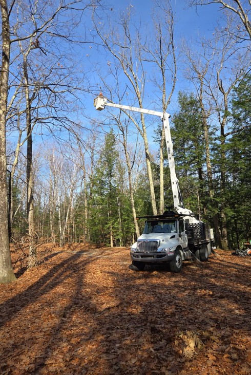 White bucket lift truck extended among tall bare trees in a forested area on a sunny day