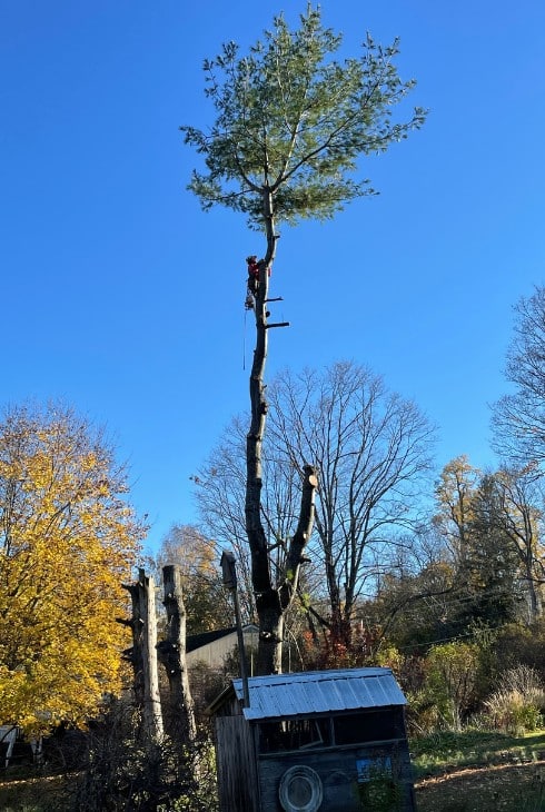 Arborist performing sectional tree removal with the top section already cut, showing green foliage canopy against a clear blue sky