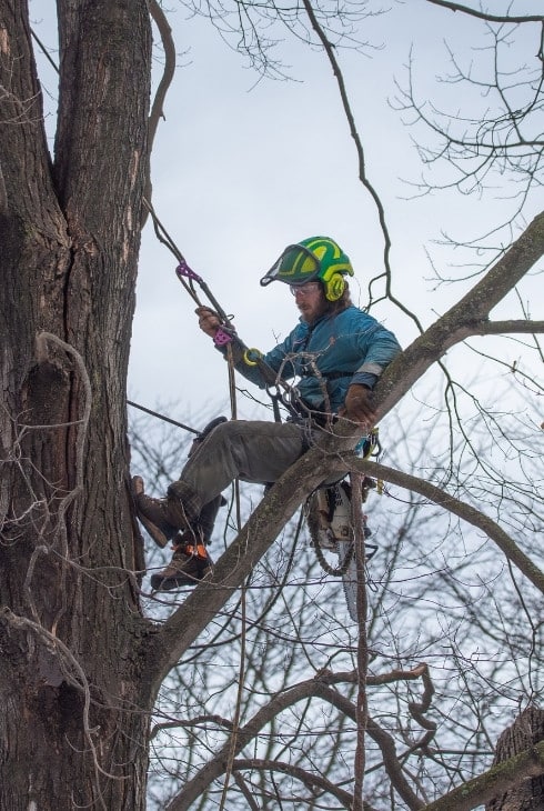 Tree care professional in safety gear pruning bare winter tree branches