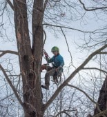 Arborist suspended by climbing ropes performing pruning work in the canopy of a large bare tree