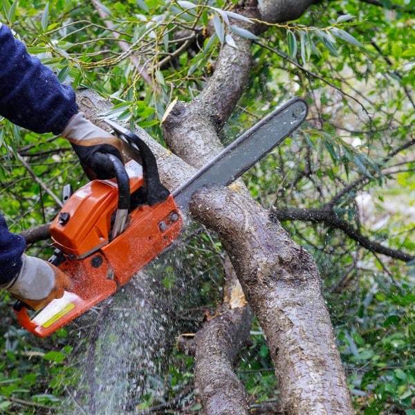 Gloved hands operating an orange chainsaw to cut through a tree branch, with sawdust flying