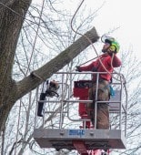 Arborist working from an aerial lift bucket to prune branches from a large tree