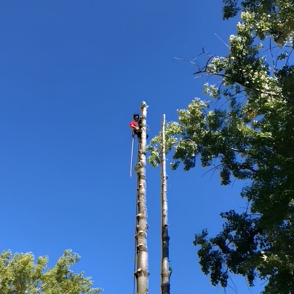 Arborist at the top of two tall stripped tree trunks performing a sectional removal against a clear blue sky