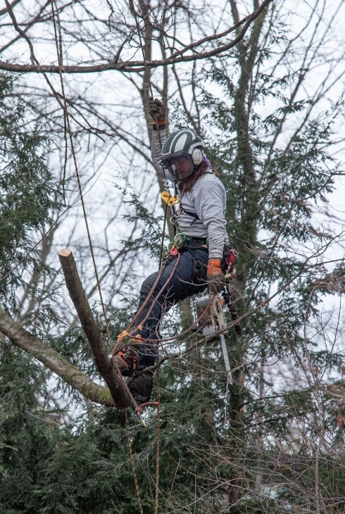 Arborist harnessed and suspended while pruning branches near a shoreline property