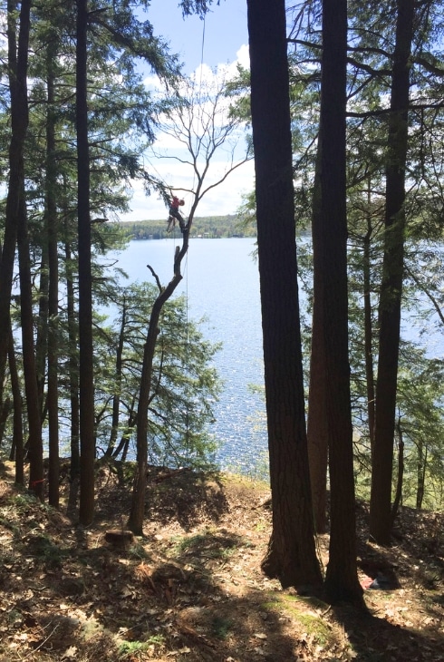 Tall trees framing a view of the water from a forested shoreline area